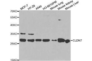 Western blot analysis of extracts of various cell lines, using CLDN7 antibody. (Claudin 7 抗体)
