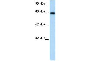 VMD2L2 antibody used at 1. (Bestrophin 4 抗体  (N-Term))