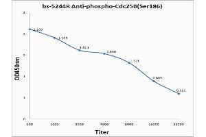 Antigen: 0. (CDC25B 抗体  (pSer186))