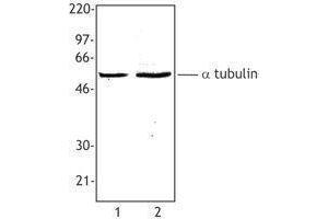 Western Blotting (WB) image for anti-alpha Tubulin (TUBA1) antibody (ABIN2660536) (alpha Tubulin 抗体)