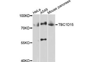 Western blot analysis of extracts of various cell lines, using TBC1D15 antibody (ABIN5999012) at 1/1000 dilution. (TBC1D15 抗体)