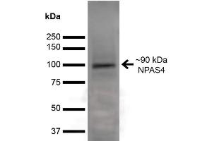 Western Blot analysis of Rat Brain showing detection of ~90 kDa NPAS4 protein using Mouse Anti-NPAS4 Monoclonal Antibody, Clone S408-79 (ABIN6932481). (NPAS4 抗体  (AA 597-802) (Atto 488))