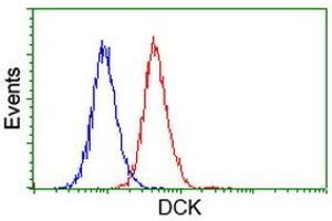 Flow cytometric Analysis of Hela cells, using anti-DCK antibody (ABIN2454439), (Red), compared to a nonspecific negative control antibody, (Blue). (DCK 抗体)