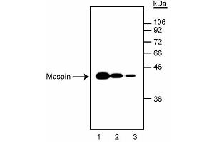 Western blot analysis of maspin in A- 431 human epidermal carcinoma cell lysates. (SERPINB5 抗体)