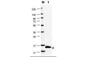 Western blot using  anti-Human GM-CSF antibody shows detection of a band ~15 kDa in size corresponding to recombinant human GM-CSF (lane 1). (GM-CSF 抗体)