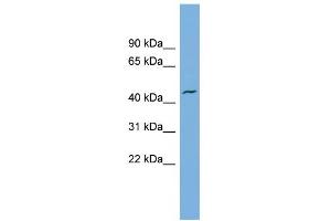 WB Suggested Anti-VAT1 Antibody Titration: 0. (VAT1 抗体  (N-Term))