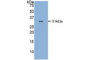 Western blot analysis of recombinant Human LAB7-2. (CD86 抗体  (AA 46-282))