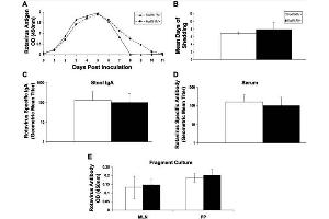 FoxP3+ regulatory T cells are not required for rotavirus clearance or rotavirus specific antibody production. (豚鼠 Serum Sterile)