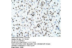 Rabbit Anti-HNRPA1 Antibody  Paraffin Embedded Tissue: Human Heart Cellular Data: Myocardial cells Antibody Concentration: 4. (HNRNPA1 抗体  (N-Term))