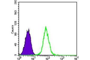 Flow cytometric analysis of K562 cells using GYS1 mouse mAb (green) and negative control (purple). (Glycogen Synthase 1 抗体)
