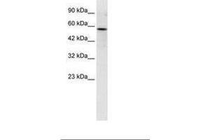 Image no. 1 for anti-RUN and FYVE Domain Containing 3 (RUFY3) (C-Term) antibody (ABIN6735951) (RUFY3 抗体  (C-Term))
