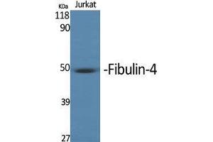 Western Blot (WB) analysis of specific cells using MNT Polyclonal Antibody. (MNT 抗体  (Internal Region))