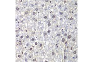 Immunohistochemistry of paraffin-embedded mouse liver using U2 antibody (ABIN6130748, ABIN6149754, ABIN6214722 and ABIN6214724) at dilution of 1:200 (40x lens). (U2AF1 抗体  (AA 1-240))