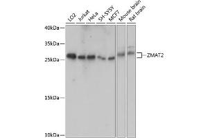 Western blot analysis of extracts of various cell lines, using ZM antibody (ABIN7271560) at 1:1000 dilution. (ZMAT2 抗体  (AA 1-199))