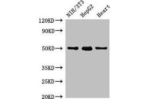 Western Blot Positive WB detected in: NIH/3T3 whole cell lysate, HepG2 whole cell lysate, Rat heart tissue All lanes: GCM2 antibody at 2 μg/mL Secondary Goat polyclonal to rabbit IgG at 1/50000 dilution Predicted band size: 57 kDa Observed band size: 50 kDa (GCM2 抗体  (AA 156-451))