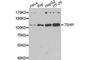 Western blot analysis of extracts of various cell lines, using TSHR antibody. (TSH receptor 抗体  (AA 21-253))