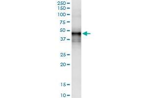 Immunoprecipitation of DNASE2 transfected lysate using anti-DNASE2 MaxPab rabbit polyclonal antibody and Protein A Magnetic Bead , and immunoblotted with DNASE2 purified MaxPab mouse polyclonal antibody (B01P) . (DNASE2 抗体  (AA 1-360))