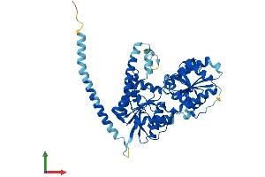 Protein Structure (PS) image for Asparagine-Linked Glycosylation 11, alpha-1,2-Mannosyltransferase Homolog (Yeast) (ALG11) (AA 1-492) protein (His tag) (ABIN7557110)