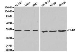 Western Blotting (WB) image for anti-Protein Interacting With Protein Kinase C, alpha 1 (PICK1) antibody (ABIN1874124)