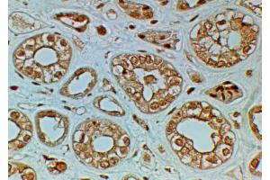 ABIN2613432 (2µg/ml) staining of paraffin embedded Human Kidney. (FZD4 抗体  (Internal Region))
