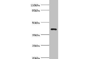 Western blot All lanes: NDRG2 antibody at 4. (NDRG2 抗体  (AA 152-371))