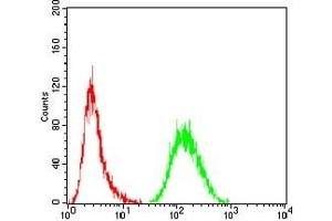 Flow cytometric analysis of Hela cells using MDM2 mouse mAb (green) and negative control (red). (MDM2 抗体)