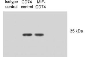 Western Blot analysis of Human N87 cell lysates showing detection of CD74 protein using Mouse Anti-CD74 Monoclonal Antibody, Clone PIN 1. (CD74 抗体  (Biotin))