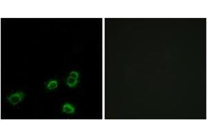 Immunofluorescence (IF) image for anti-Olfactory Receptor, Family 52, Subfamily A, Member 1 (OR52A1) (AA 20-69) antibody (ABIN2891124) (OR52A1 抗体  (AA 20-69))