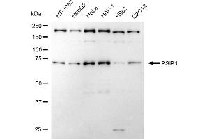 Western blotting analysis using PSIP1 antibody (ABIN7799746). (Recombinant PSIP1 抗体)