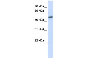 WB Suggested Anti-RNMT Antibody Titration:  0. (RNMT 抗体  (N-Term))