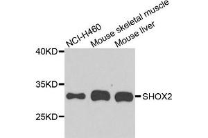 Western blot analysis of extract of various cells, using SHOX2 antibody. (SHOX2 抗体)