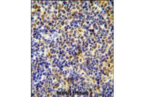 IKZF1 Antibody immunohistochemistry analysis in formalin fixed and paraffin embedded human tonsil tissue followed by peroxidase conjugation of the secondary antibody and DAB staining. (IKZF1 抗体  (C-Term))