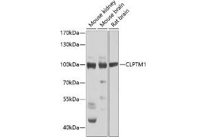 Western blot analysis of extracts of various cell lines, using CLPTM1 Antibody (ABIN6128987, ABIN6138748, ABIN6138749 and ABIN6223577) at 1:1000 dilution. (CLPTM1 抗体  (AA 1-280))