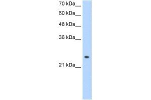 ADH6 antibody used at 1.