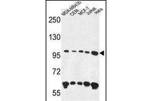 ANKFY1 Antibody (C-term) (ABIN650902 and ABIN2839988) western blot analysis in MDA-M,CEM,MCF-7,Jurkat,Hela cell line lysates (35 μg/lane).