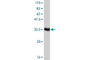 Western Blotting (WB) image for anti-ATX1 Antioxidant Protein 1 Homolog (ATOX1) (AA 1-68) antibody (ABIN513591)