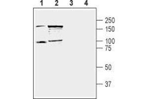 Western blot analysis of mouse (lanes 1 and 3) and rat (lanes 2 and 4) brain lysate: - 1,2. (DPP10 抗体  (C-Term, Extracellular))