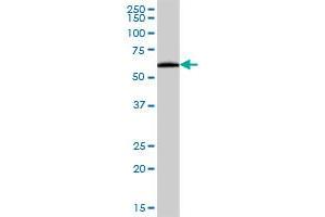 AMY2B MaxPab polyclonal antibody. (AMY2B 抗体  (AA 1-511))
