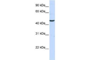 WB Suggested Anti-CCBL2 Antibody Titration:  0.