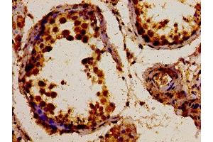 Immunohistochemistry of paraffin-embedded human testis tissue using ABIN7163852 at dilution of 1:100 (POLDIP3 抗体  (AA 100-221))