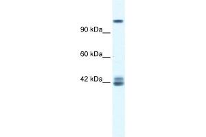 WB Suggested Anti-GRIN2C Antibody Titration:  0. (GRIN2C 抗体  (N-Term))