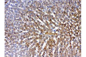 Immunohistochemistry (IHC) image for anti-Paraoxonase 1 (PON1) (AA 30-274) antibody (ABIN5519053)