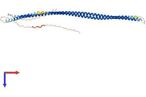 Keratin 33A (KRT33A) (AA 1-404) protein (His tag)
