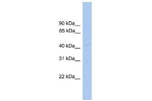 EIF4A3 antibody used at 1.