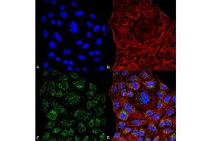 Immunocytochemistry/Immunofluorescence analysis using Mouse Anti-ERp57 Monoclonal Antibody, Clone 4F9 . (PDIA3 抗体  (AA 25-505))