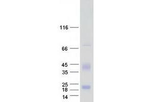 Validation with Western Blot (ID4 Protein (Myc-DYKDDDDK Tag))