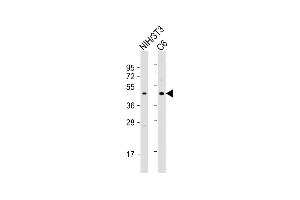 Western Blotting (WB) image for anti-cAMP Responsive Element Binding Protein 1 (CREB1) (AA 105-132) antibody (ABIN655653)