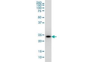 PCTP monoclonal antibody (M01), clone 1F9 Western Blot analysis of PCTP expression in K-562 . (PCTP 抗体  (AA 1-214))