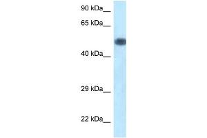 WB Suggested Anti-Pik3r1 Antibody Titration: 1. (PIK3R1 抗体  (C-Term))