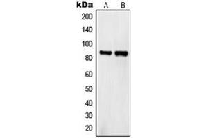 Western blot analysis of Semaphorin 4A expression in HeLa (A), COS7 (B) whole cell lysates. (Sema4a 抗体  (Center))